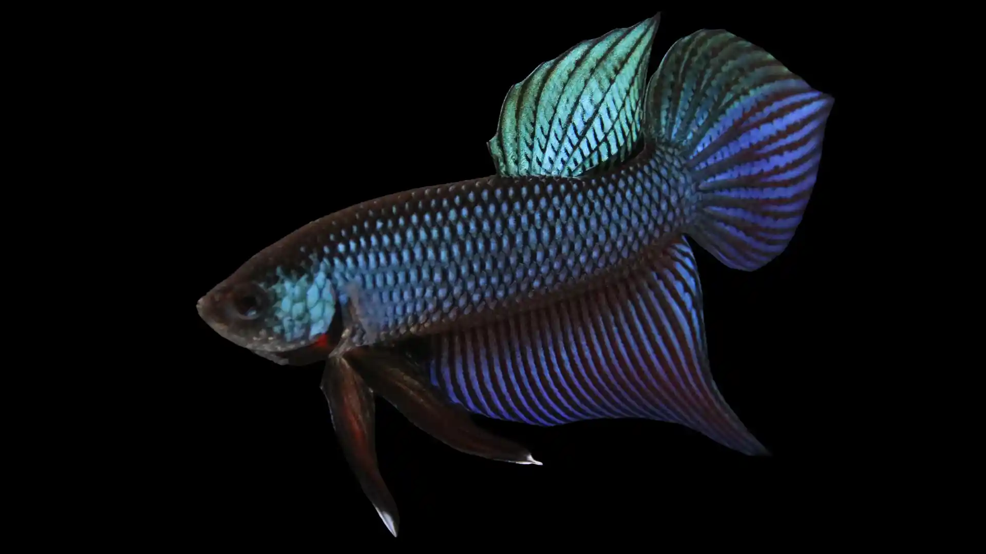Smaragdina Betta caudal fin detail showing controlled ray branching and emerald-blue infill between rays.